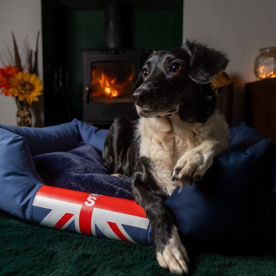 The Snug Dog Bed