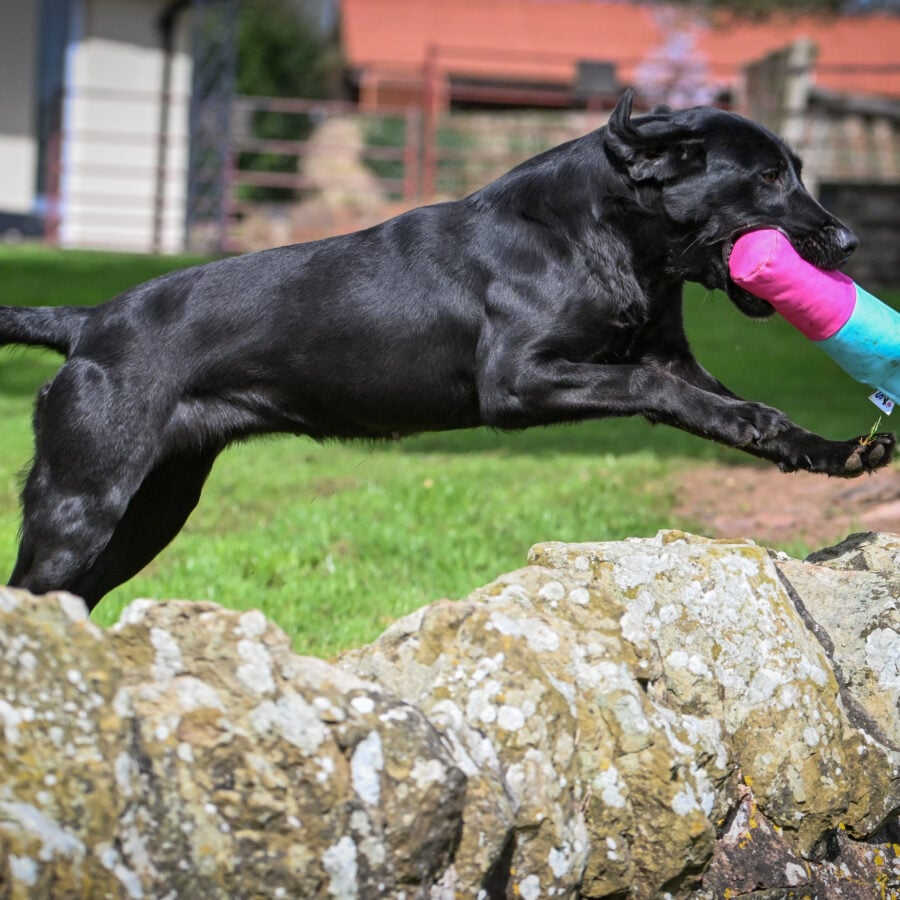 NEW! Pink & Baby Blue Canvas Range