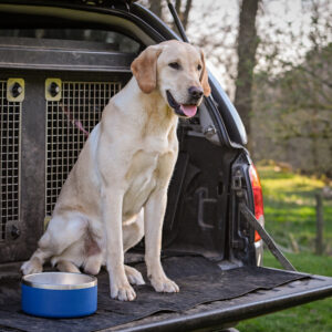 Sporting Saint Dog Bowl - Image 3