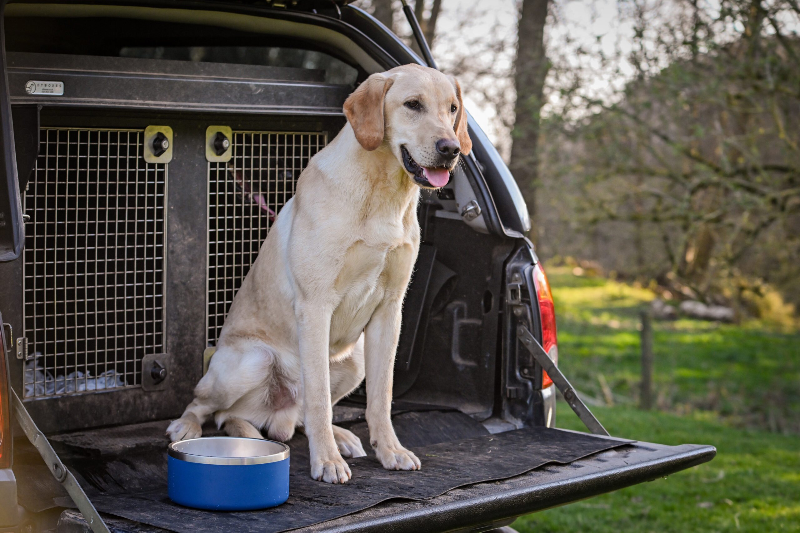 Sporting Saint Dog Bowl - Image 3