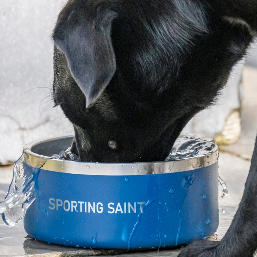 Sporting Saint Dog Bowl