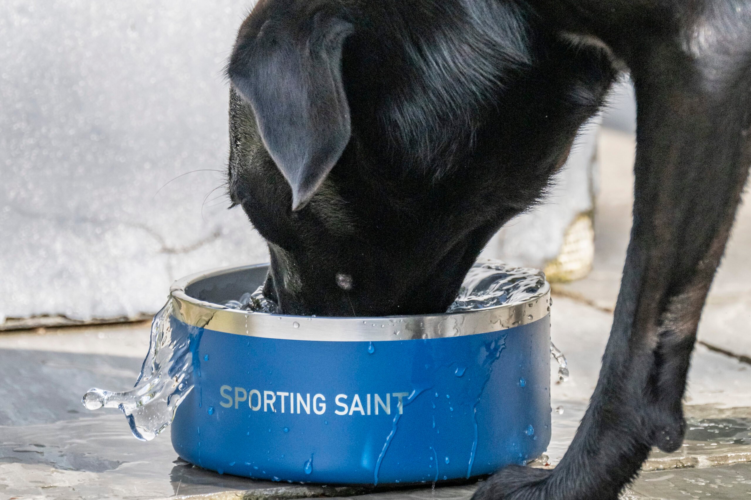 Sporting Saint Dog Bowl - Image 1