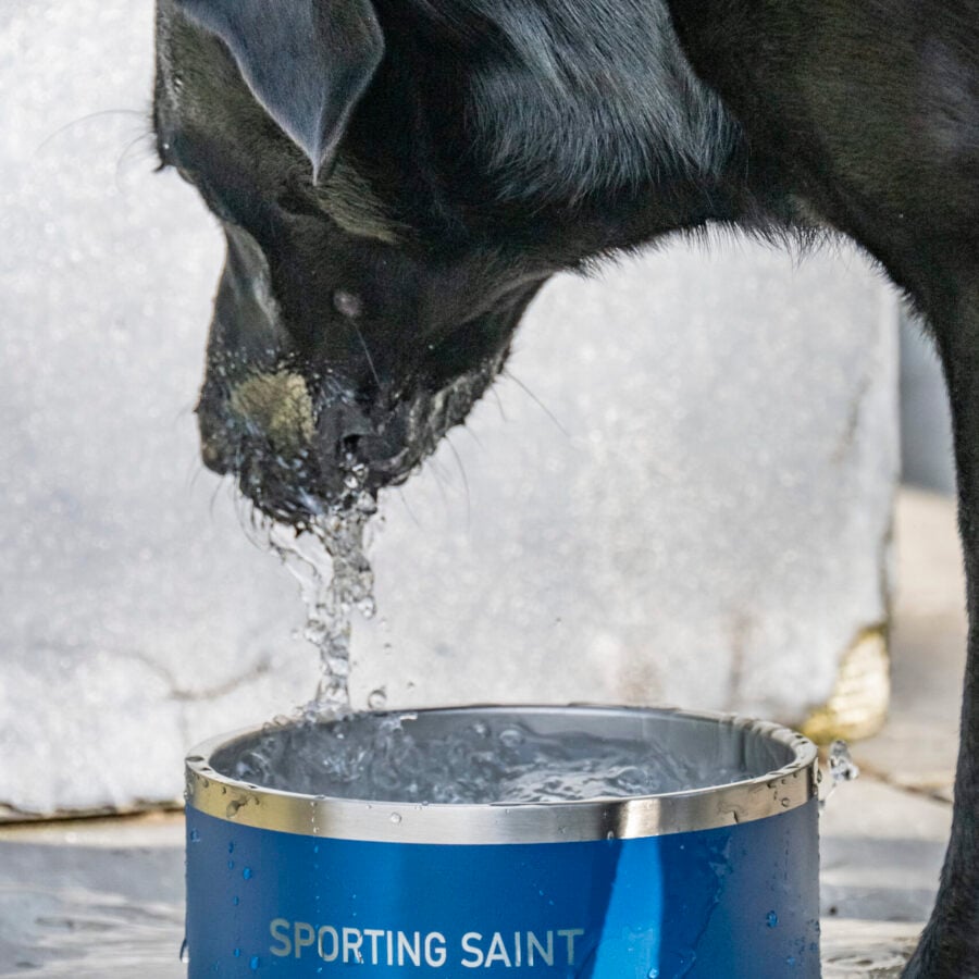 Sporting Saint Dog Bowl