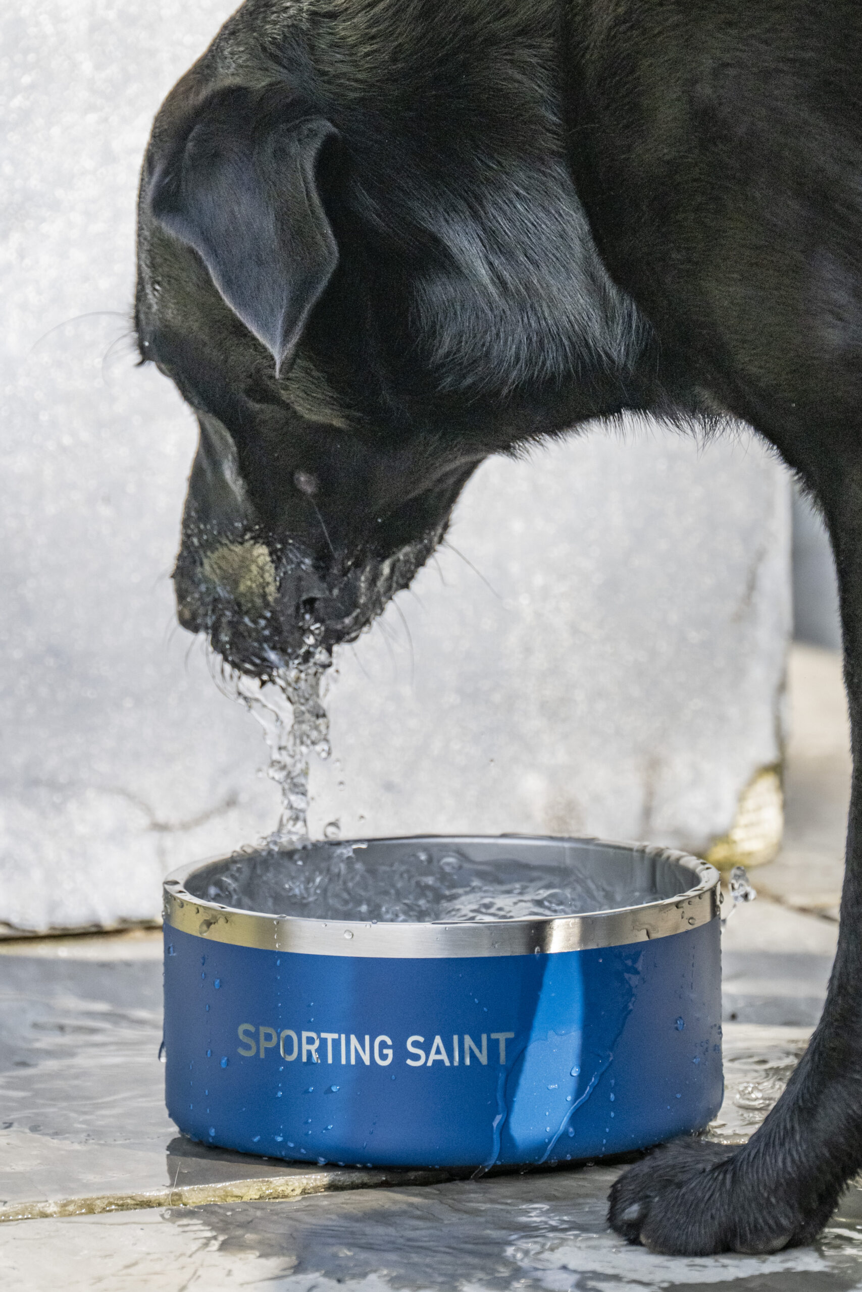 Sporting Saint Dog Bowl - Image 4