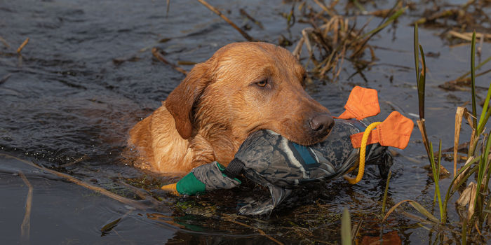 FLIGHT Dead Bird Dummy Mallard - Image 4