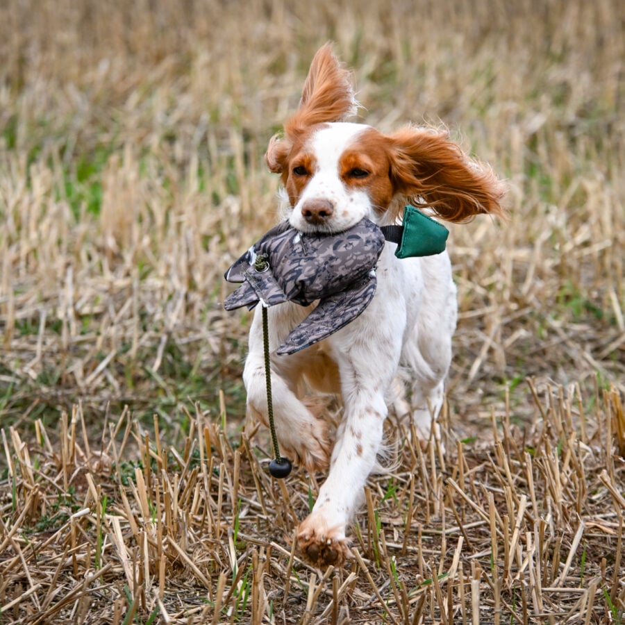 FLIGHT Mallard Mini Dead Bird Dummy