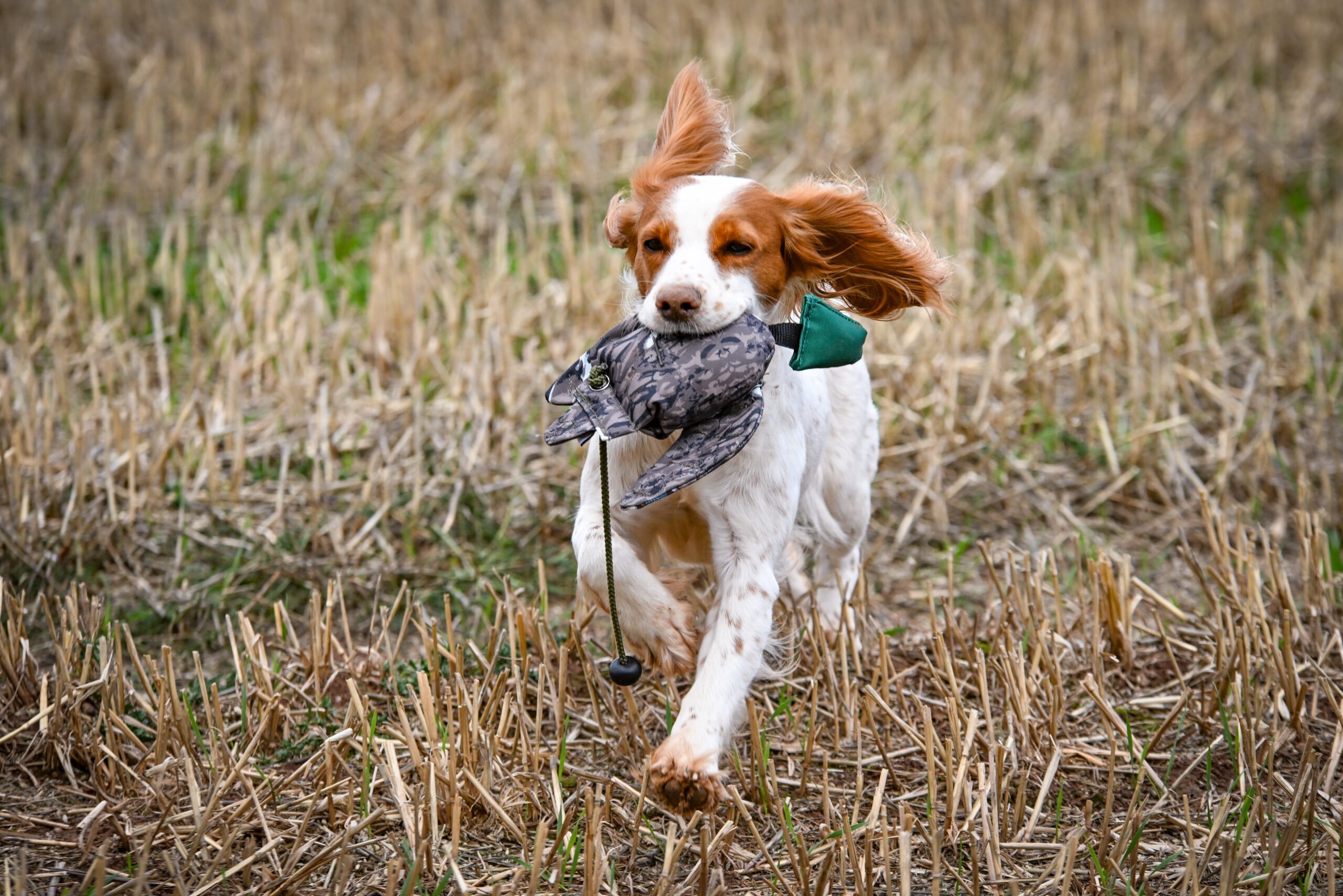 FLIGHT Mallard Mini Dead Bird Dummy - Image 4