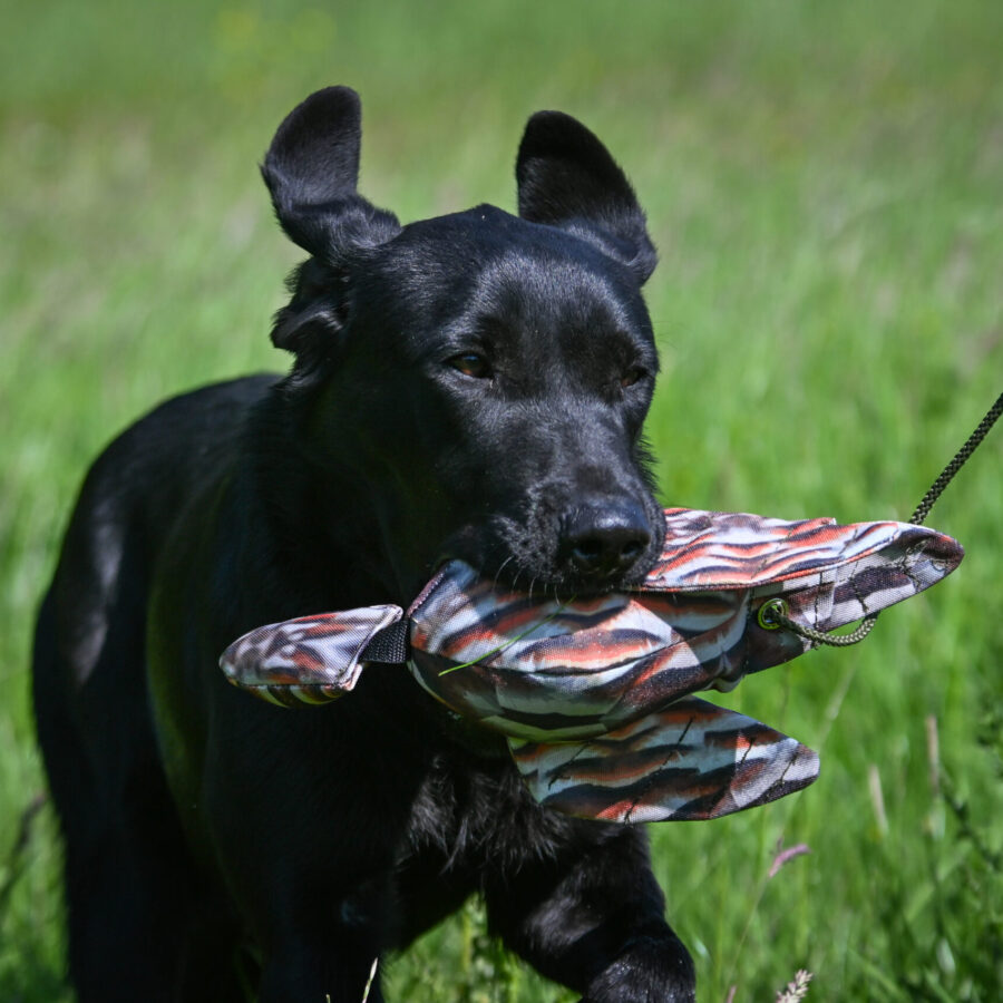 FLIGHT Dead Bird Dummy Partridge