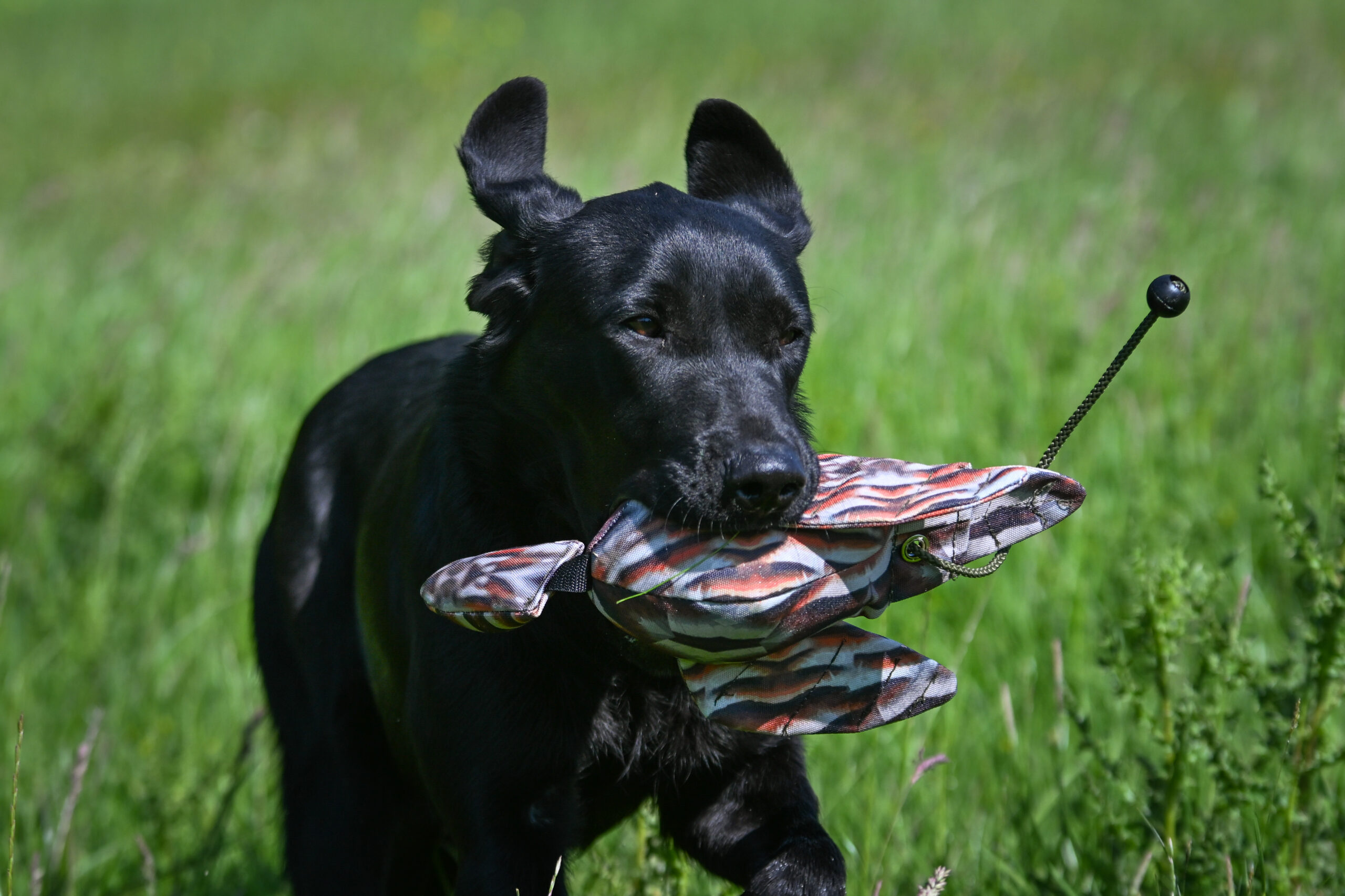 FLIGHT Dead Bird Dummy Partridge - Image 4