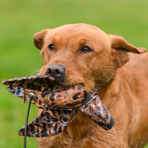 FLIGHT Hen Pheasant Mini Dead Bird Dummy - Image 3