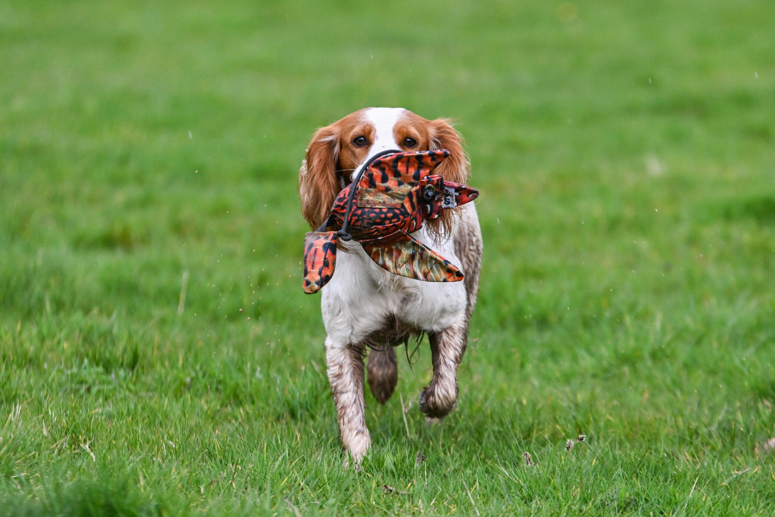 FLIGHT Cock Pheasant Mini Dead Bird Dummy - Image 3