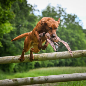 FLIGHT Hen Pheasant Dead Bird Dummy - Image 4
