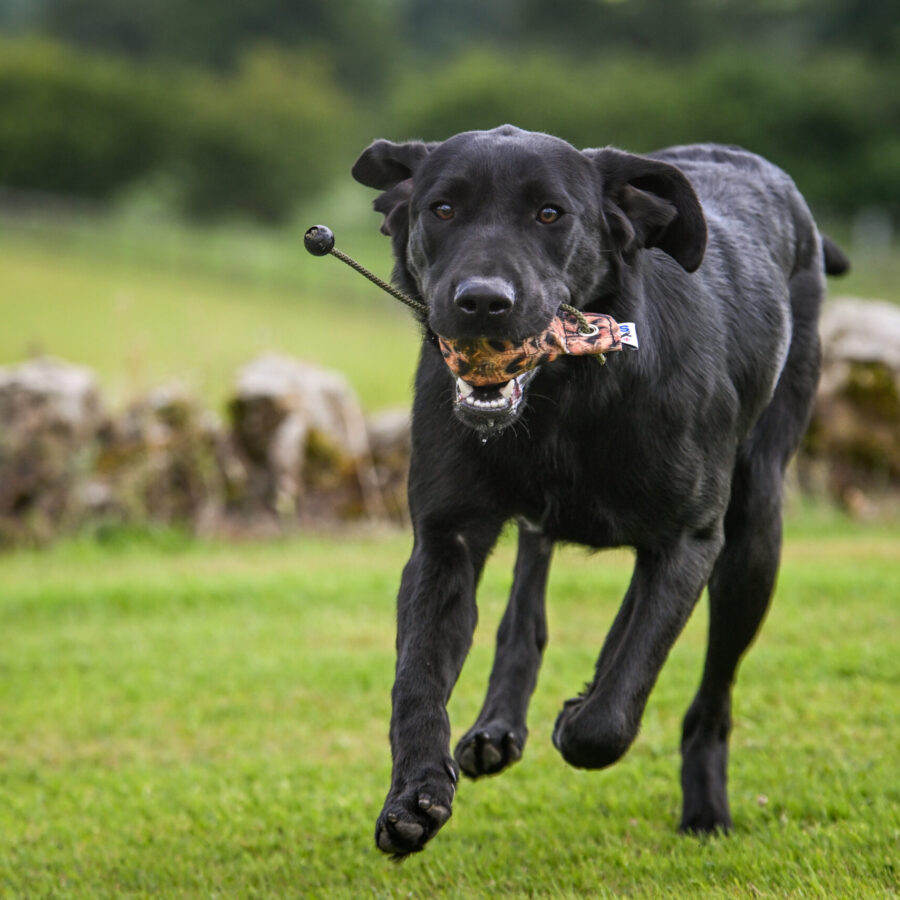 FLIGHT Hen Pheasant Dummy Ball