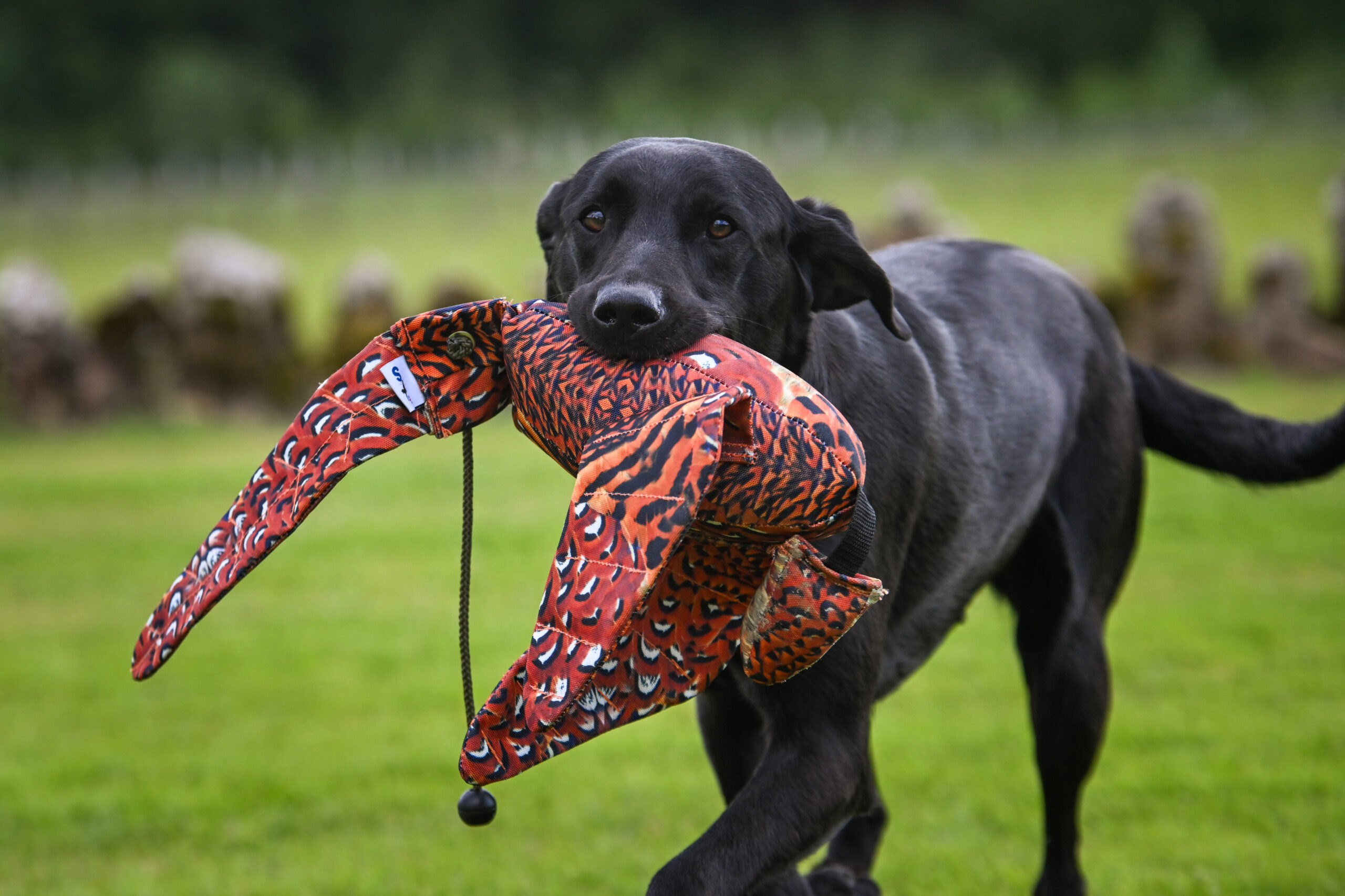 FLIGHT Cock Pheasant Dead Bird Dummy - Image 2