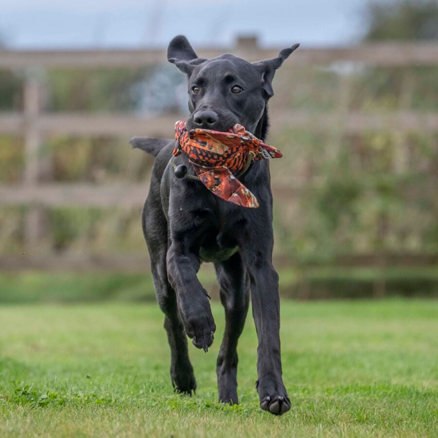 FLIGHT Cock Pheasant Mini Dead Bird Dummy