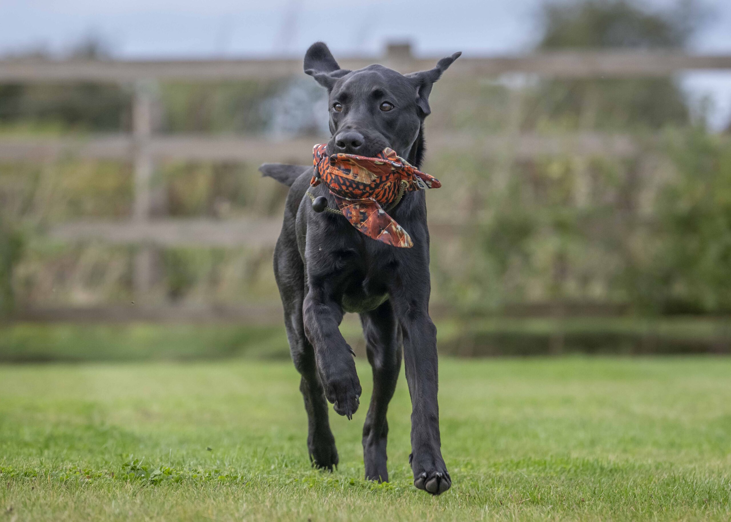 FLIGHT Cock Pheasant Mini Dead Bird Dummy - Image 4