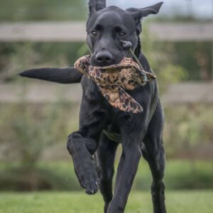 FLIGHT Hen Pheasant Mini Dead Bird Dummy - Image 2