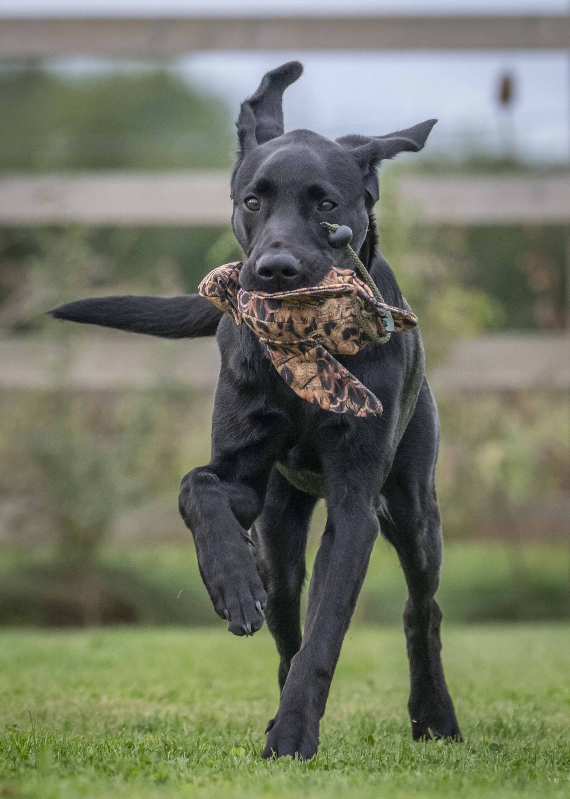 FLIGHT Hen Pheasant Mini Dead Bird Dummy - Image 2