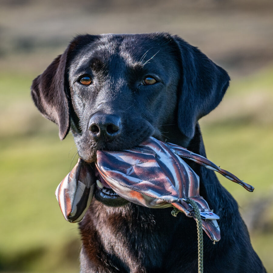FLIGHT Dead Bird Dummy Partridge