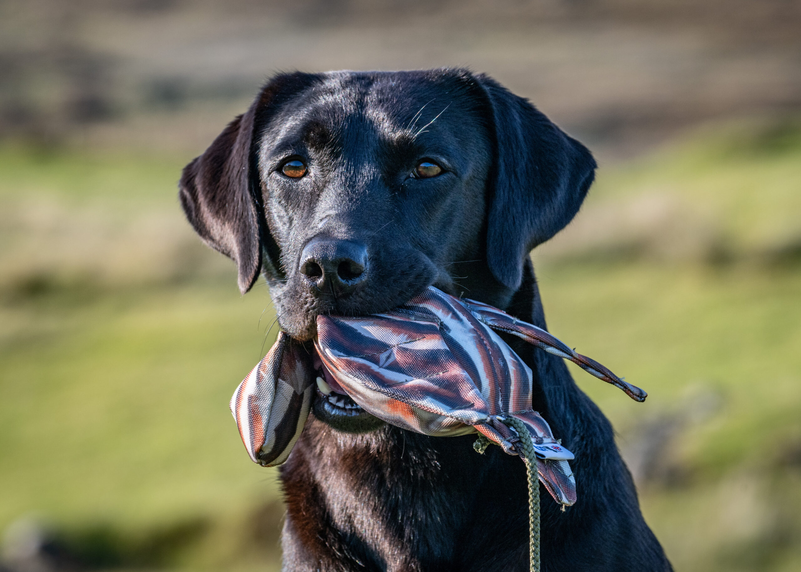 FLIGHT Dead Bird Dummy Partridge - Image 2