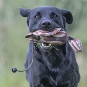FLIGHT Partridge Mini Dead Bird Dummy - Image 3
