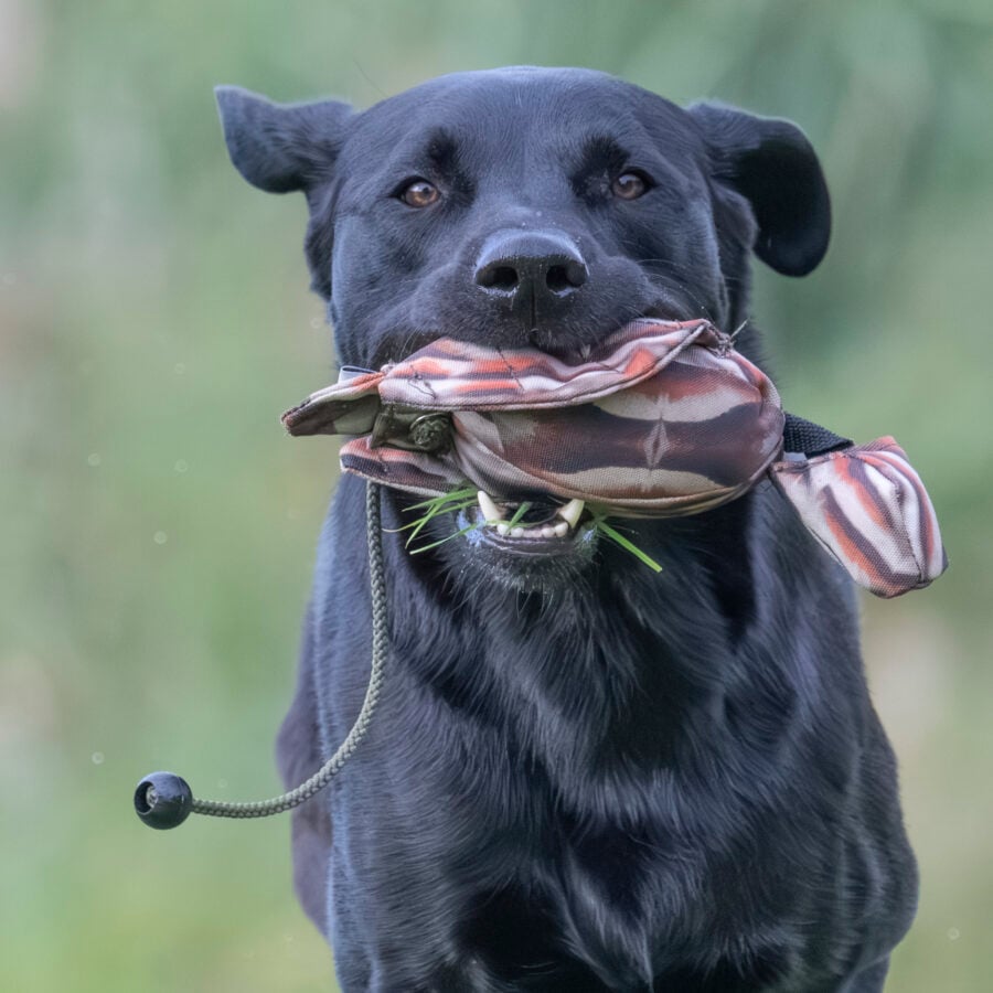 FLIGHT Partridge Mini Dead Bird Dummy