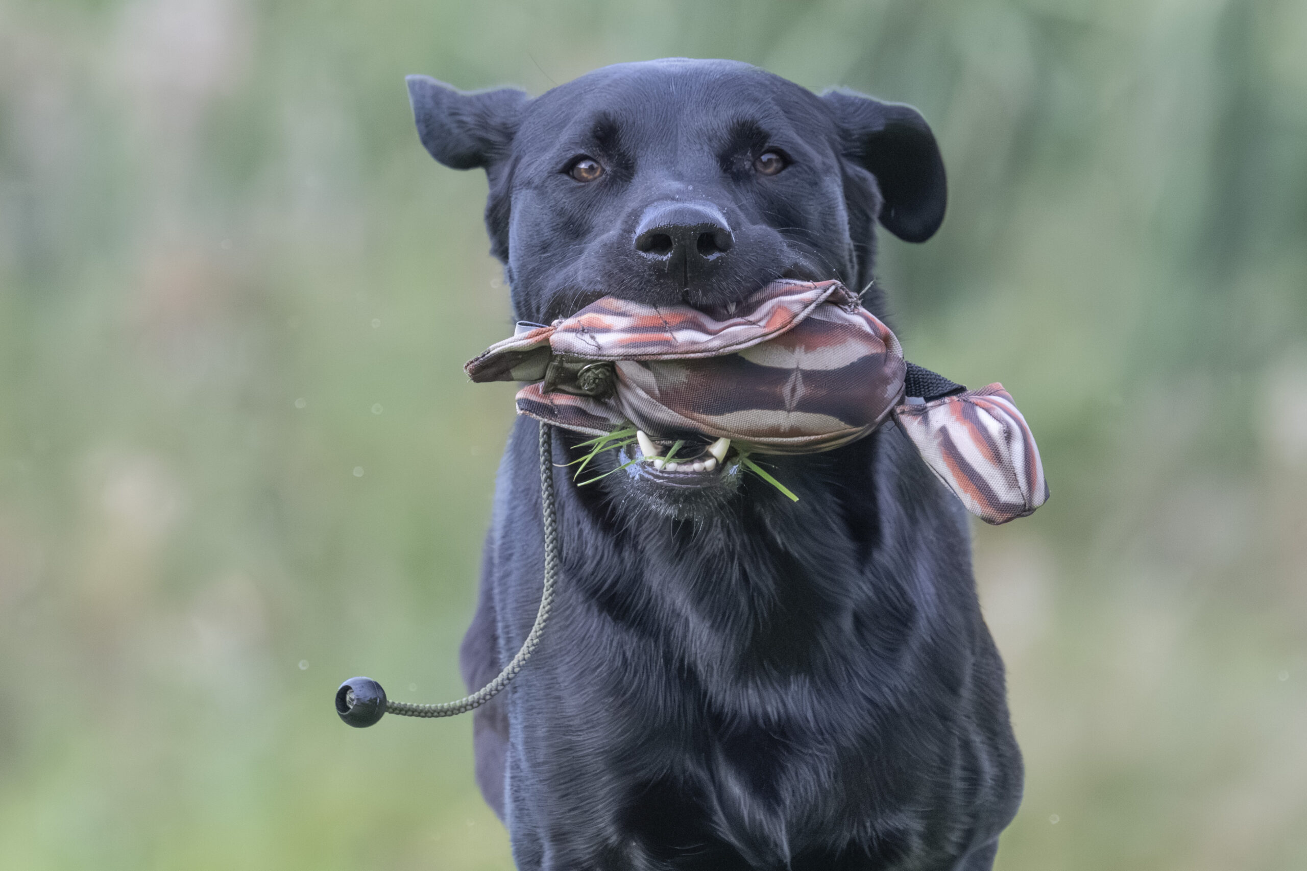 FLIGHT Partridge Mini Dead Bird Dummy - Image 3