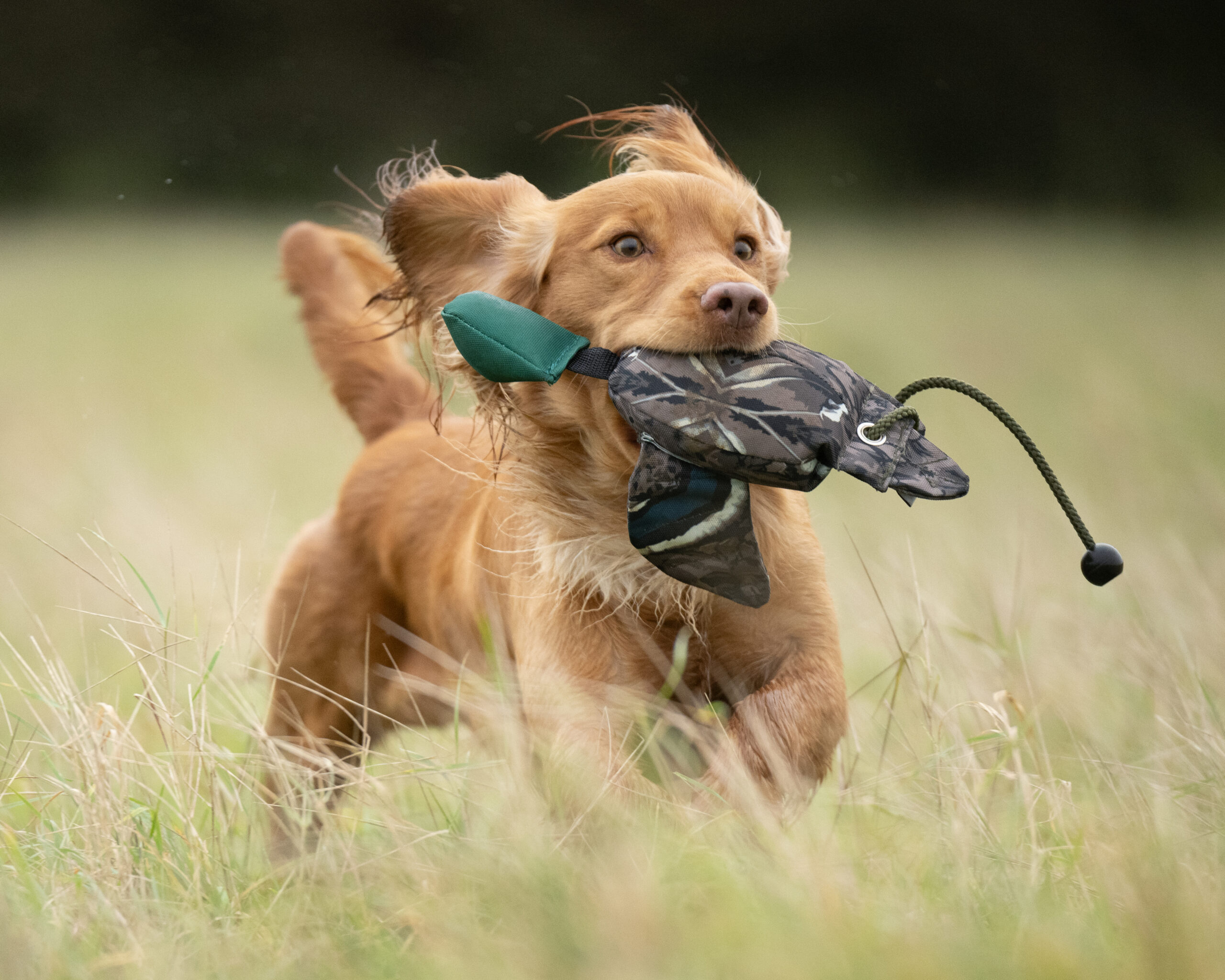 FLIGHT Mallard Mini Dead Bird Dummy - Image 3