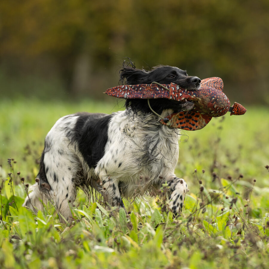 FLIGHT Cock Pheasant Dead Bird Dummy