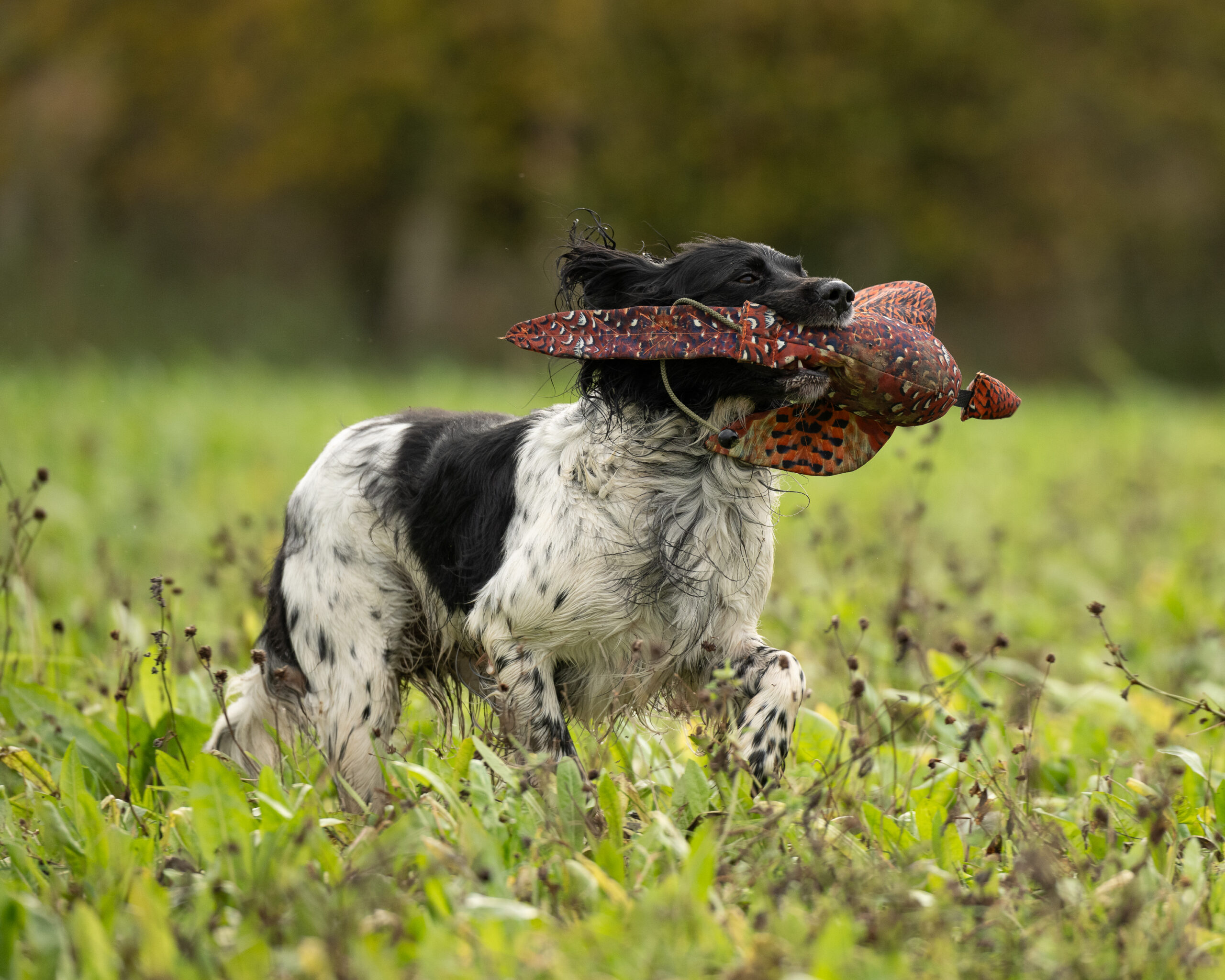 FLIGHT Cock Pheasant Dead Bird Dummy - Image 3