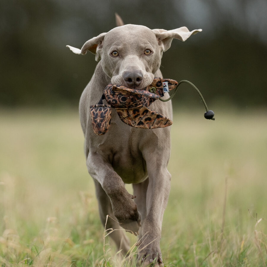 FLIGHT Hen Pheasant Mini Dead Bird Dummy
