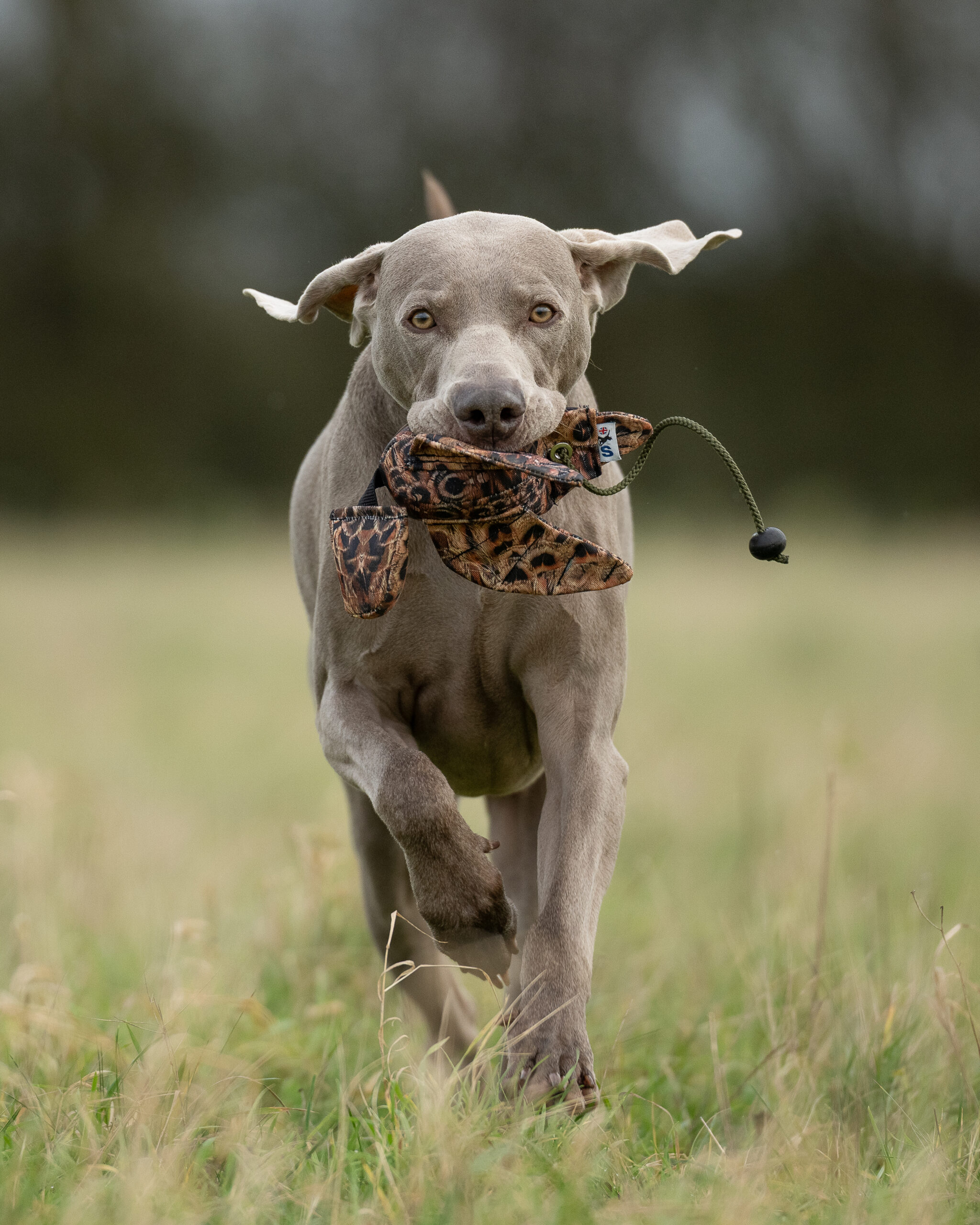 FLIGHT Hen Pheasant Mini Dead Bird Dummy - Image 4