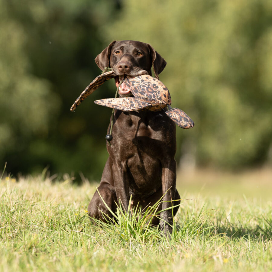 FLIGHT Hen Pheasant Dead Bird Dummy