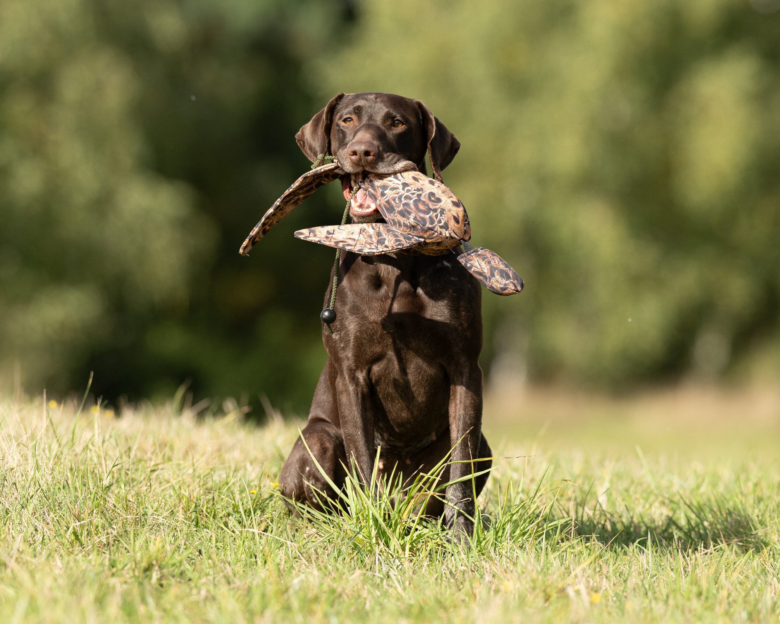 FLIGHT Hen Pheasant Dead Bird Dummy - Image 2