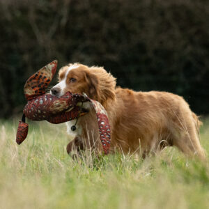 FLIGHT Cock Pheasant Dead Bird Dummy - Image 4