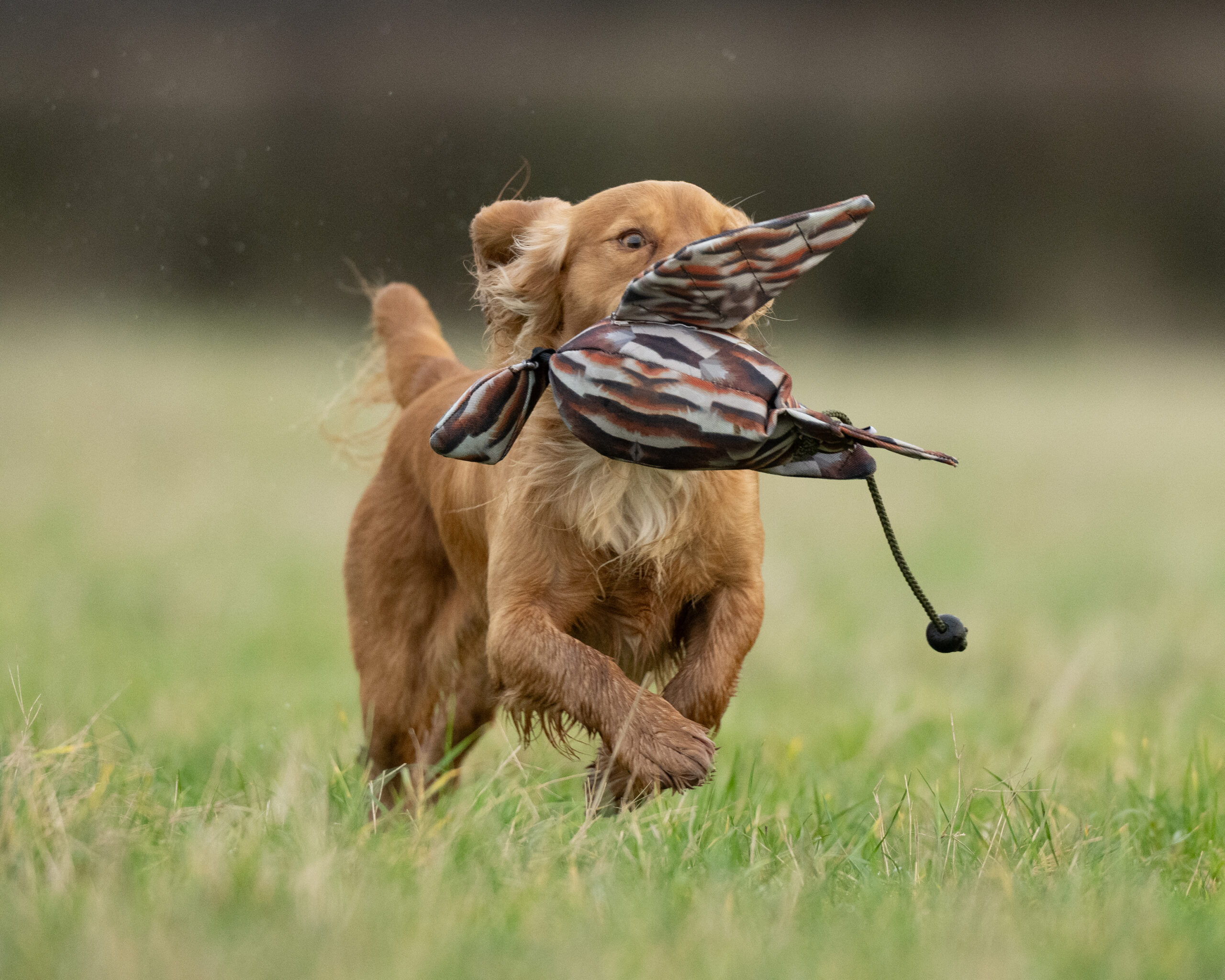 FLIGHT Partridge Mini Dead Bird Dummy - Image 4