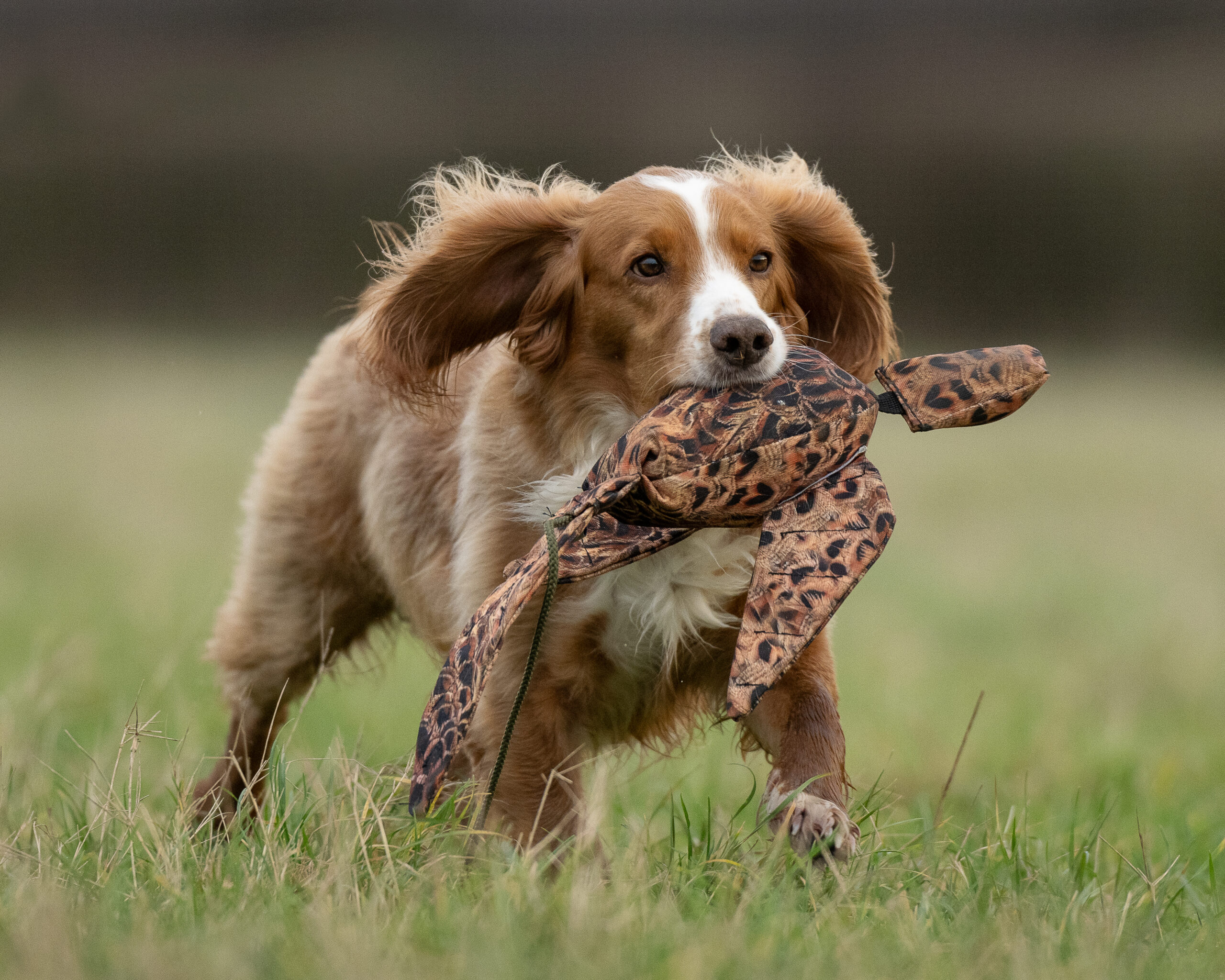 FLIGHT Hen Pheasant Dead Bird Dummy - Image 3