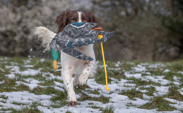 FLIGHT Dead Bird Dummy Mallard