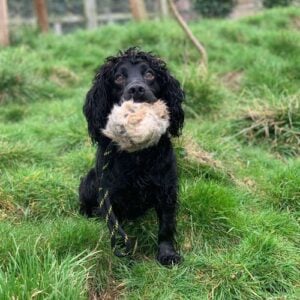 BG Distance Rabbit Ball - Image 3