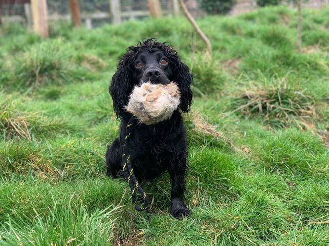 BG Distance Rabbit Ball - Image 3