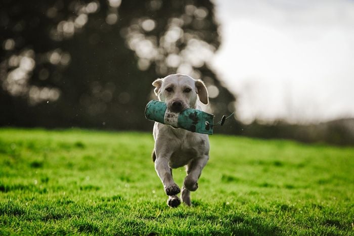 Target Dummy - 1lb - Image 3