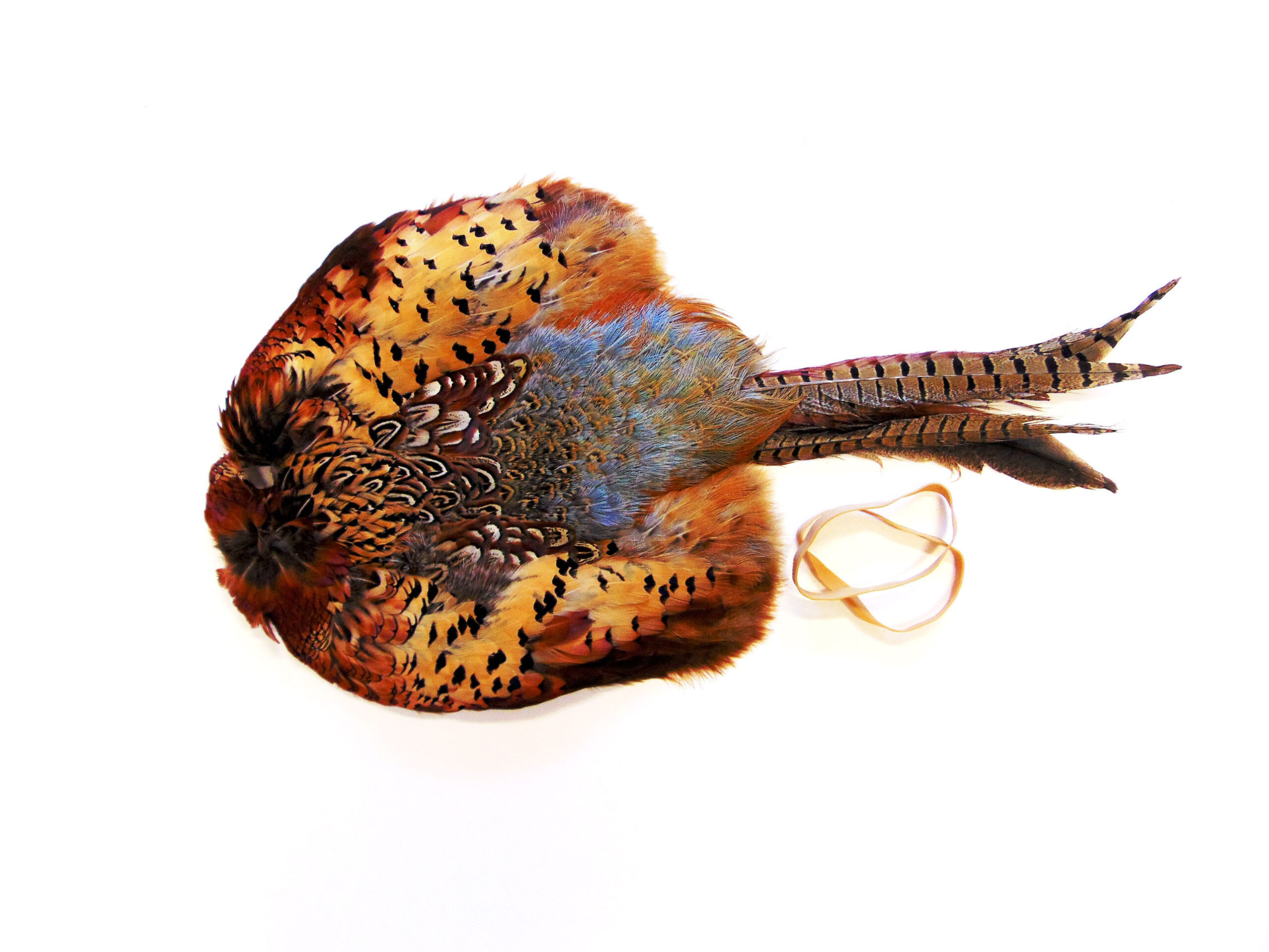Bulk Cock Pheasant Pelts - Image 2