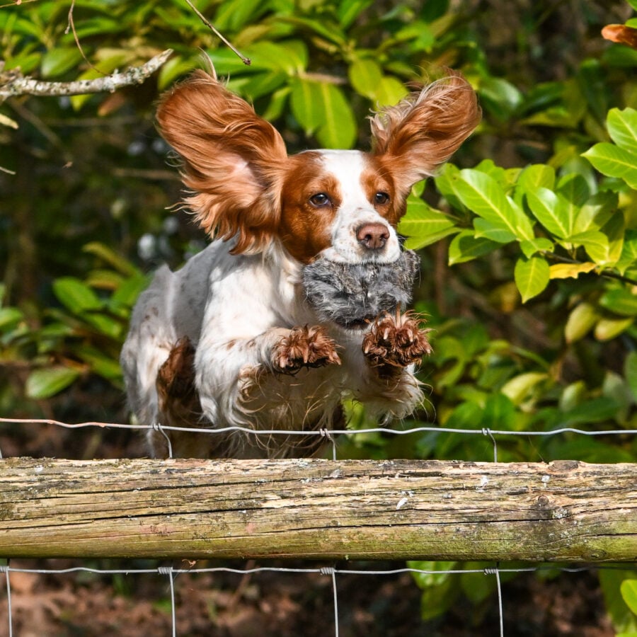 BG Scent Rabbit Ball