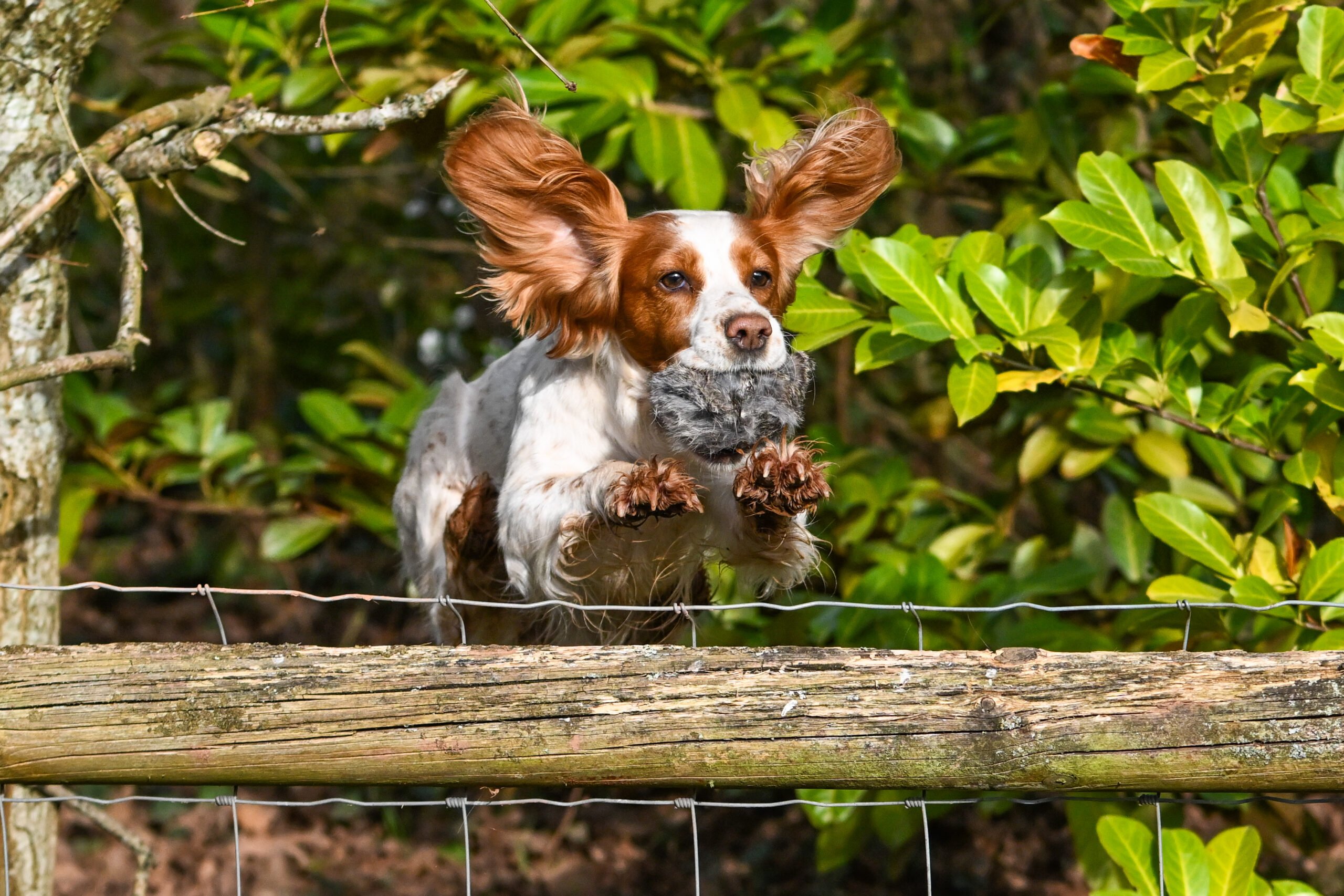 BG Scent Rabbit Ball - Image 4