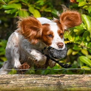 BG Distance Rabbit Ball - Image 4