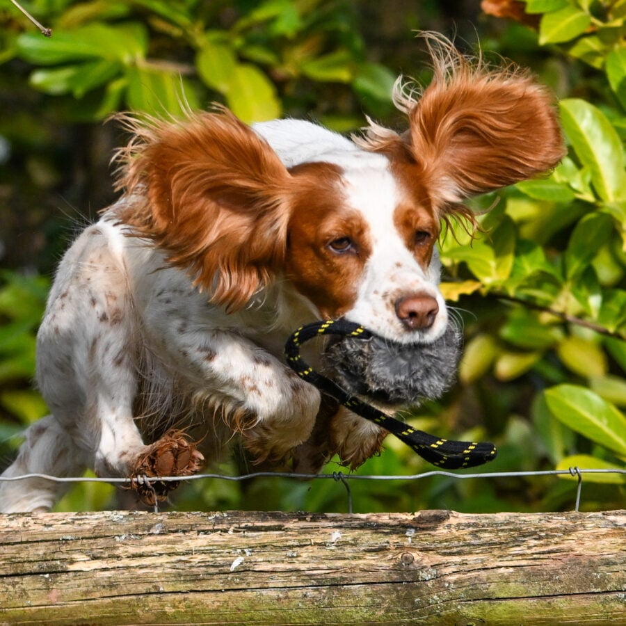 BG Distance Rabbit Ball