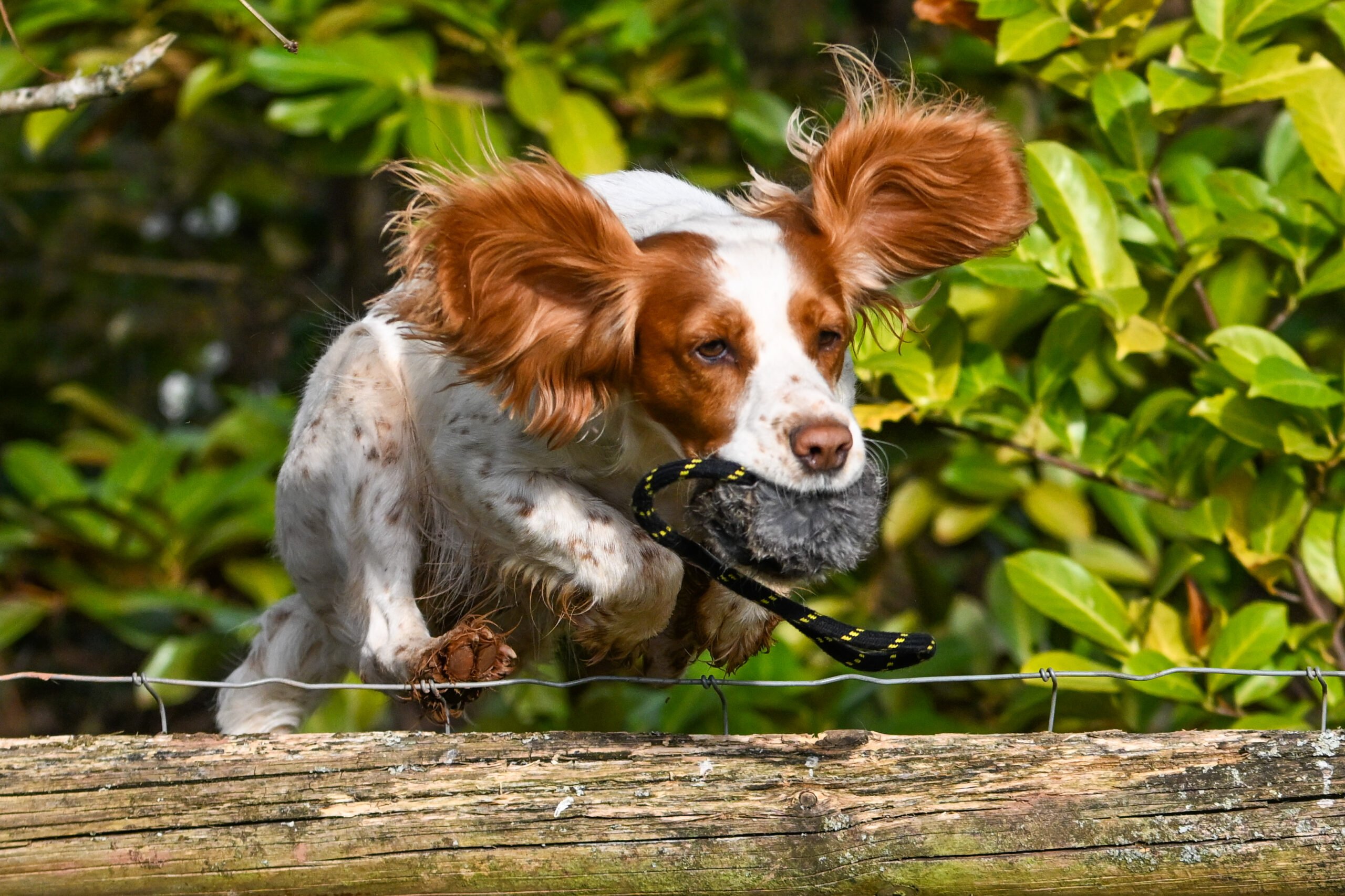 BG Distance Rabbit Ball - Image 4