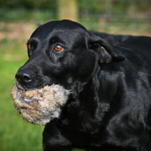 BG Scent Rabbit Ball - Image 2