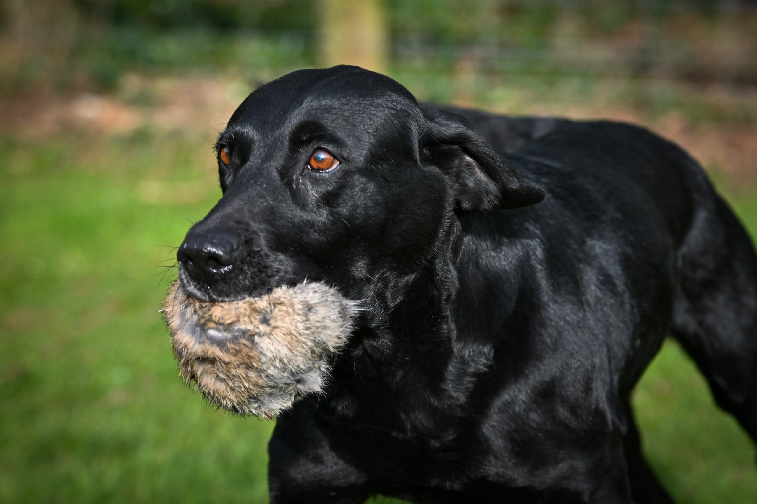 BG Scent Rabbit Ball - Image 2