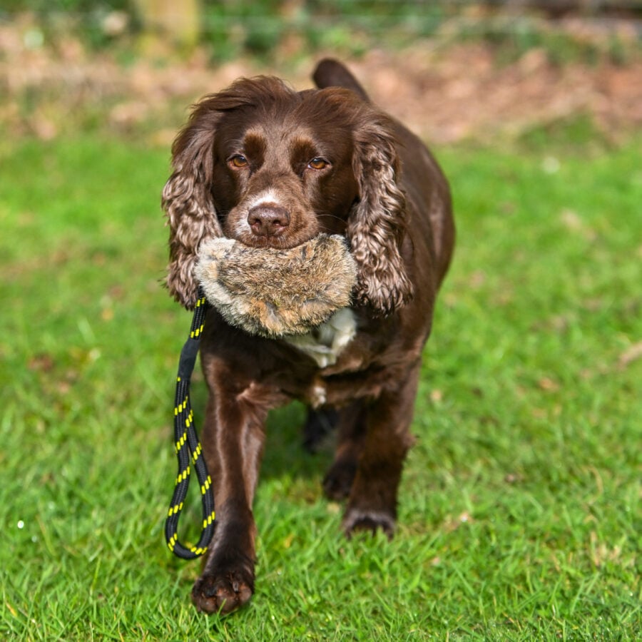 BG Distance Rabbit Ball